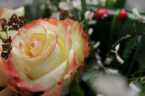 CLASSIC CREAM - 50PB - Image 4