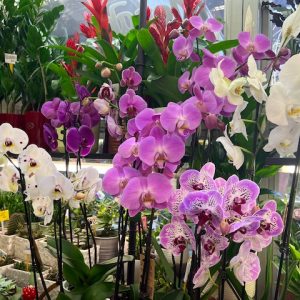 ORCHID IN A CERAMIC POT - 47PB