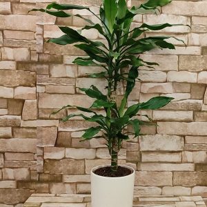 DRACENA U UKRASNOJ TEGLI 22Z