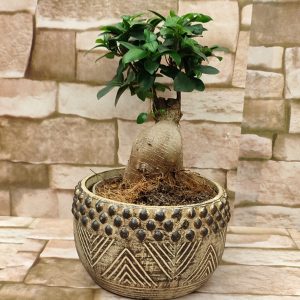 FICUS M. GINSENG U UKRASNOJ TEGLI  24Z