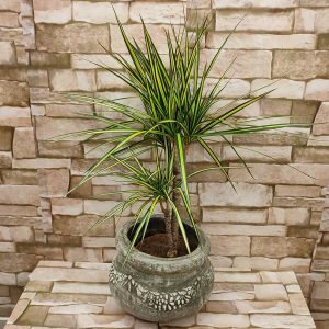DRACENA U UKRASNOJ POSUDI 13Z