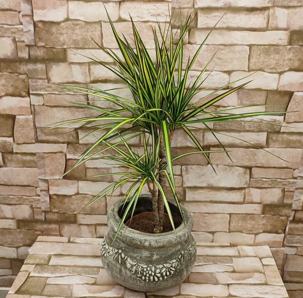 DRACENA U UKRASNOJ POSUDI 13Z
