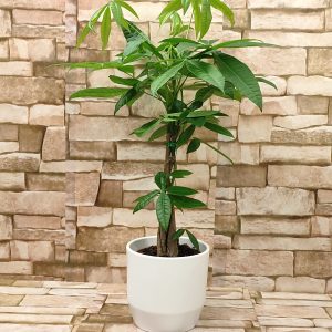 PAHIRA U UKRASNOJ TEGLI 14Z