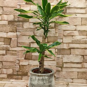 DRACENA U UKRASNOJ TEGLI 13Z
