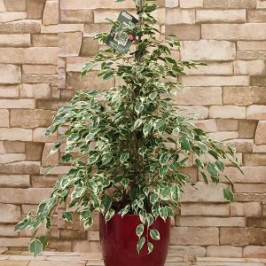 FICUS U UKRASNOJ TEGLI 12Z