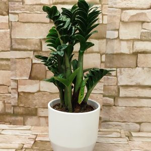 ZAMIJA U UKRASNOJ TEGLI 9Z