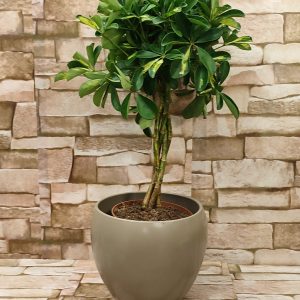 SCHETTLERA U UKRASNOJ TEGLI 34Z