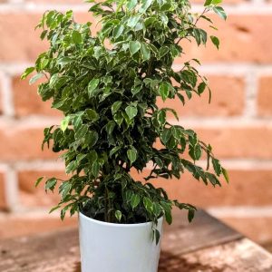 FICUS BENJAMIN U UKRASNOJ TEGLI 48Z