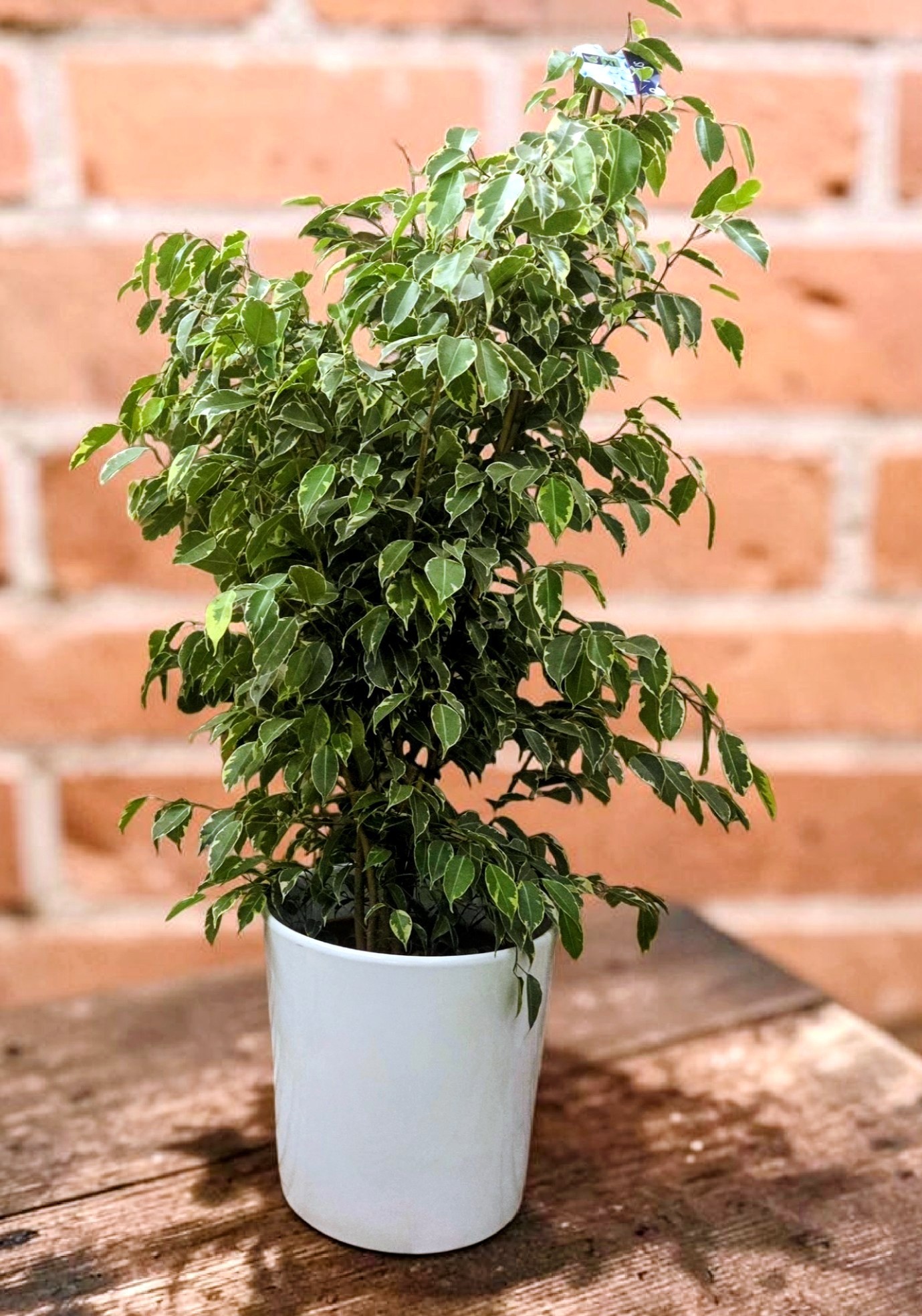FICUS BENJAMIN U UKRASNOJ TEGLI 48Z - Image 2