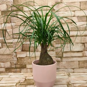 NOLINA U UKRASNOJ TEGLI 45Z