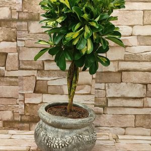 SCHETTLERA U UKRASNOJ TEGLI 48Z